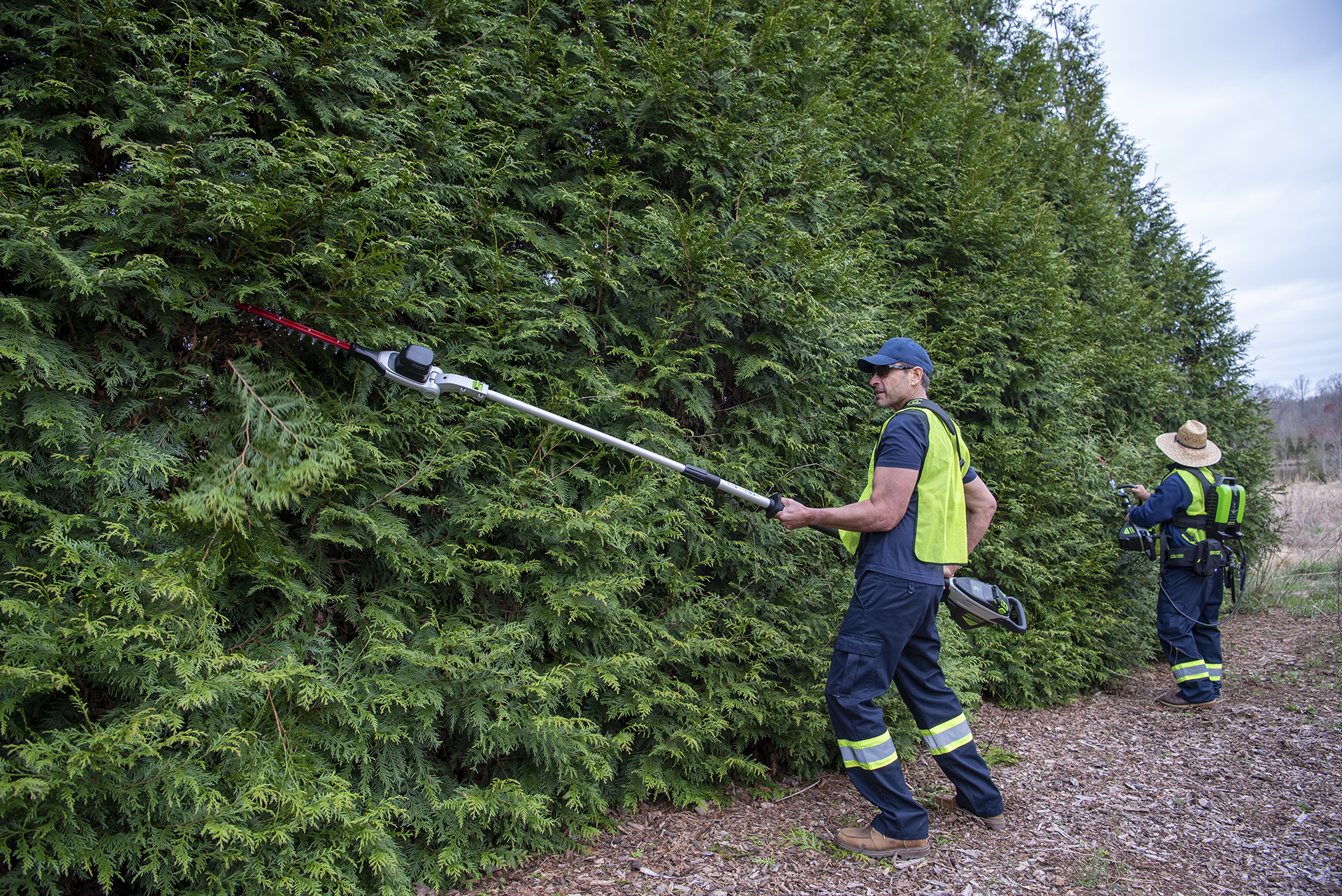 Two men trimming a large hedge with hedge trimmers